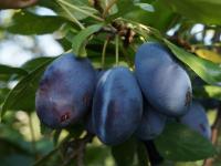 Слива Стенлей (Prunus domestica Stenley), H100-130  C4
